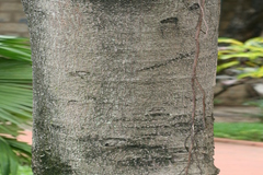 Ficus elastica